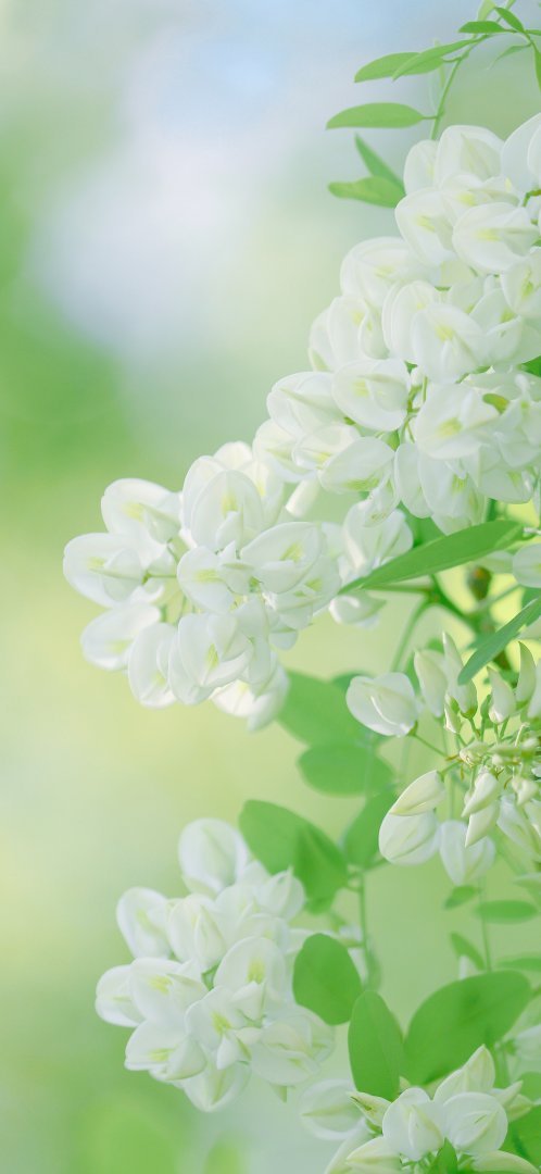 淡绿背景白槐花特写干净治愈