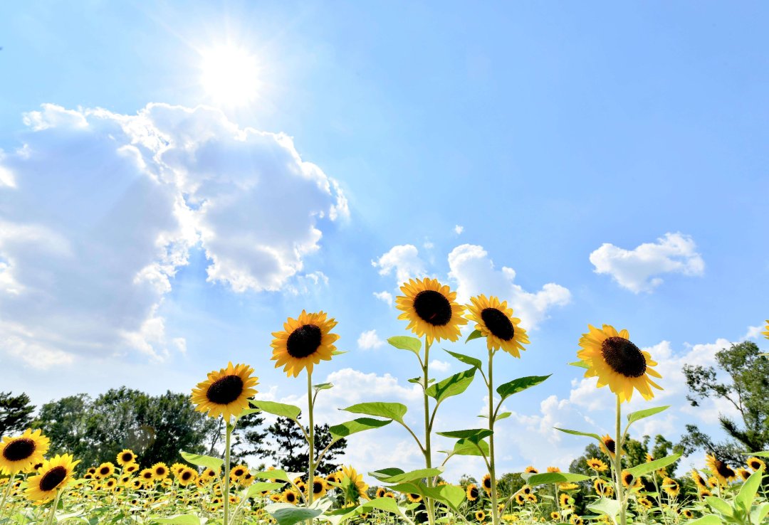 向日葵花田5K壁纸 仰拍蓝天阳光夏日5280×3680清新自然桌面背景