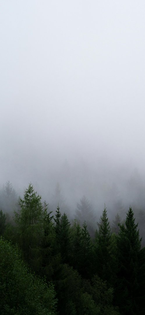雾中森林手机壁纸 清冷治愈竖屏背景