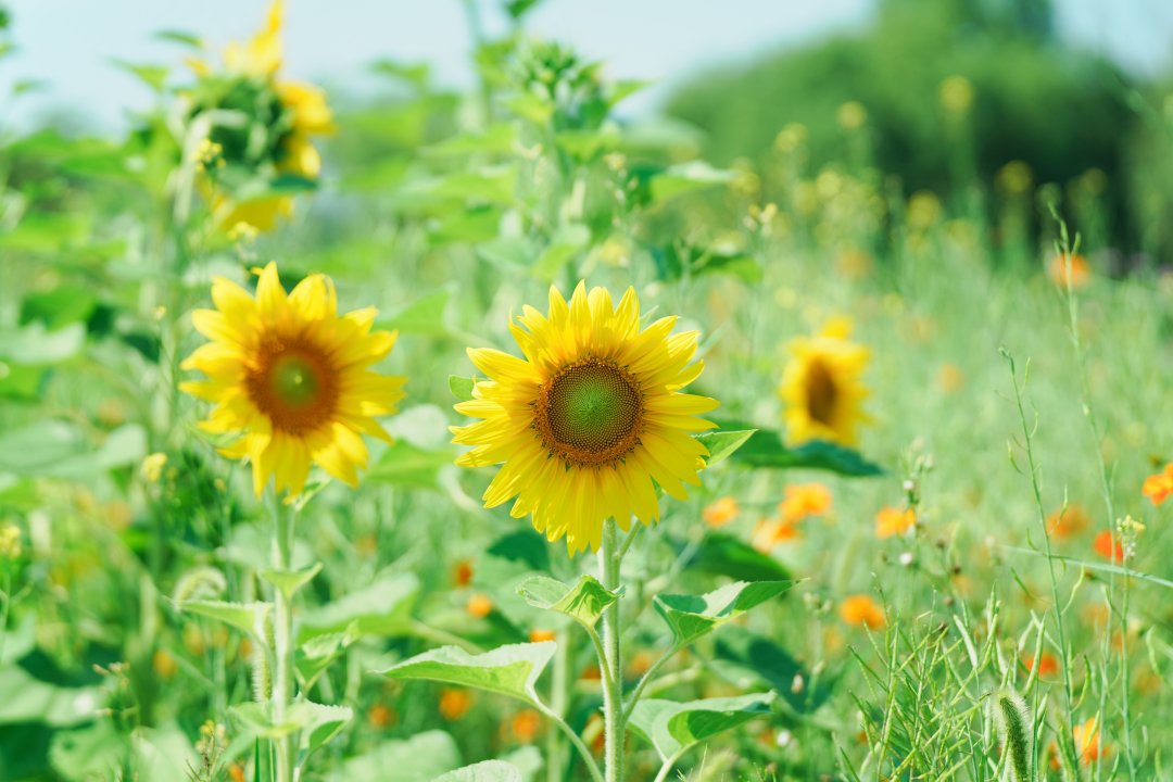 向日葵花田 夏日阳光金黄色3840×2560超清自然桌面背景