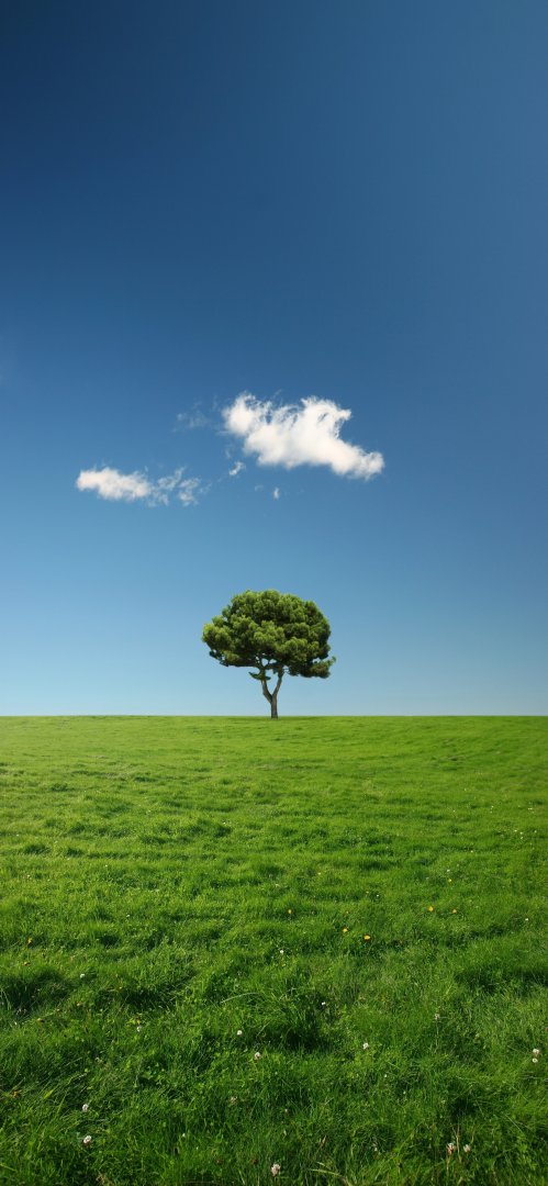 草地孤树蓝天极简自然风景1773×3840竖屏4K高清壁纸